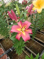 [4432 PO29 Empoli No01.JPG]